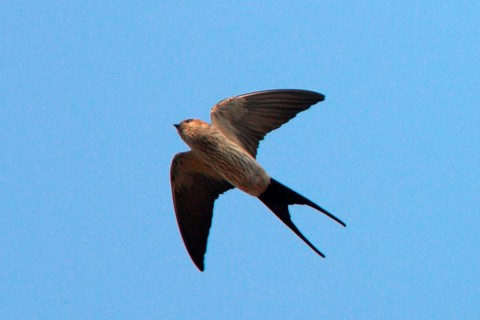 Striped swallow