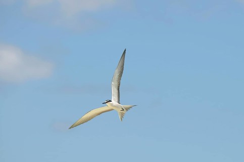 Bridled tern