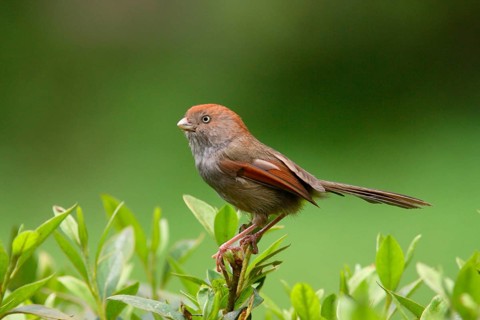Grey-throated Parrotbill