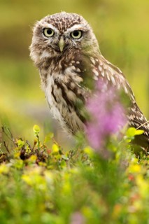 Little Owl