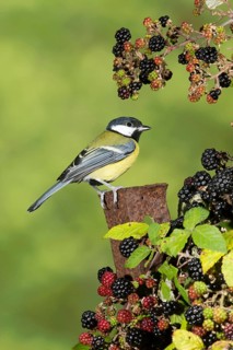 Great Tit