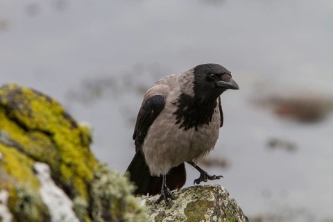 Hooded Crow
