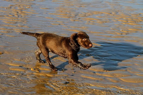 12 week old Working Cocker Spaniel runs on the beach