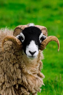 Domestic Sheep