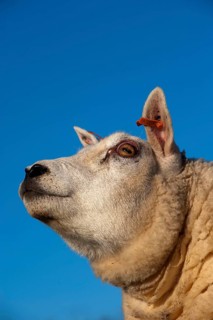 Domestic Sheep