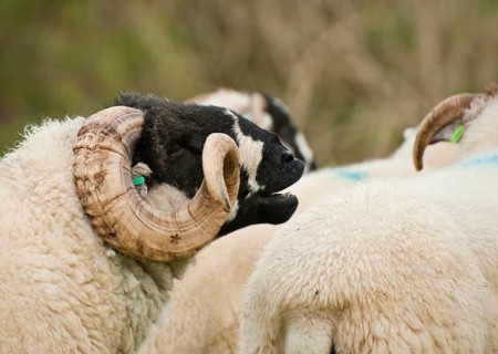 Domestic sheep