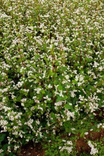 Common buckwheat