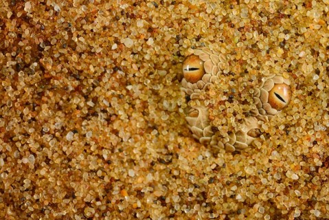 Peringuey's Adder adult