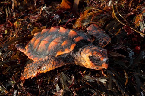 Loggerhead turtle