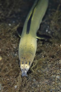 Highfin Snake-eel