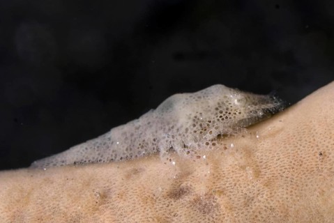 Cryptic sponge shrimp