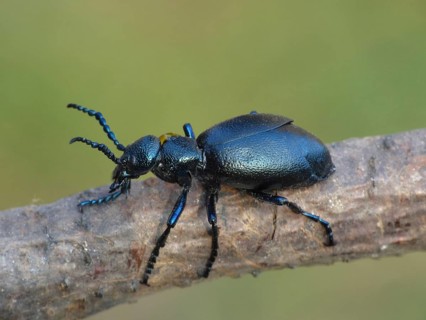 Black Oil Beetle