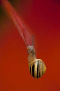 White-lipped Banded Snail