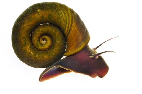 Sheep horn snail