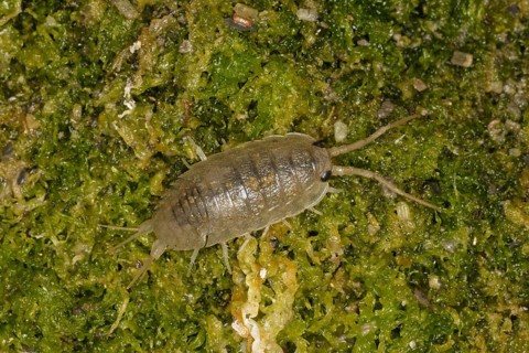 Sea roach