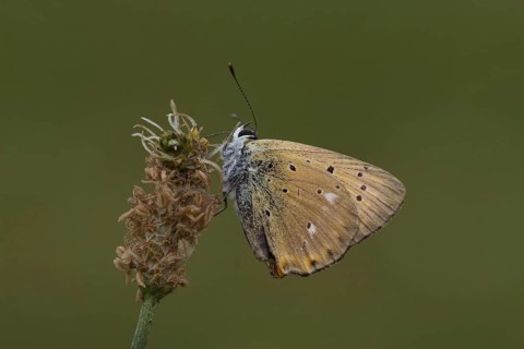 Ducat butterfly
