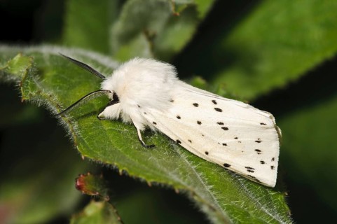 White Ermine
