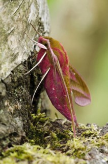 Elephant Hawkmoth