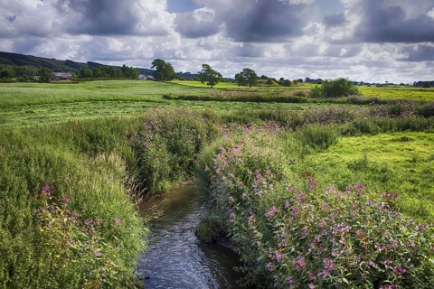 View of river with flowering Himalayan Balsam