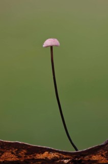 Horsehair Parachute