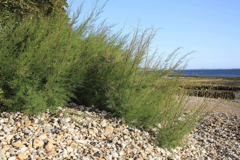 Tamarisk