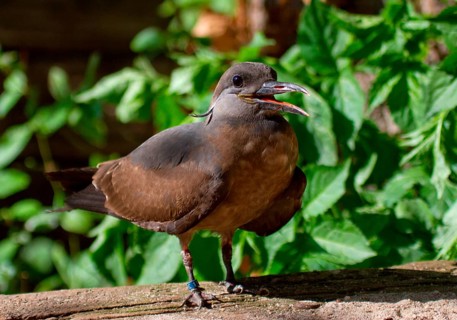 Inca Tern