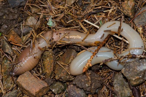 Giant earthworm of Baden
