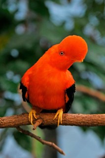 Andean Rock Cock