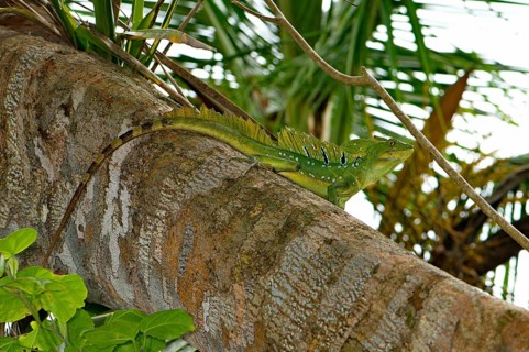 Frontal lobe basilisk