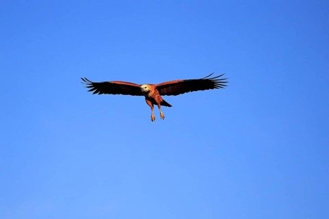 Black-collared hawk