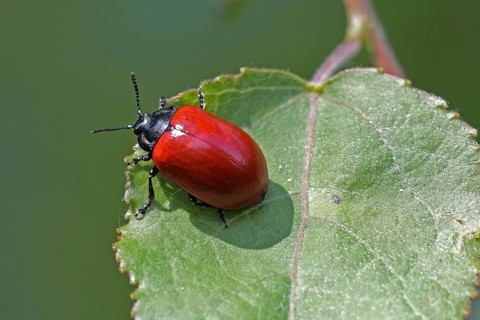 Red poplar leaf beetle