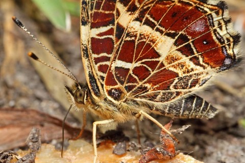 Landaertchen