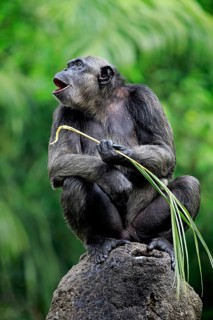 Chimpanzee