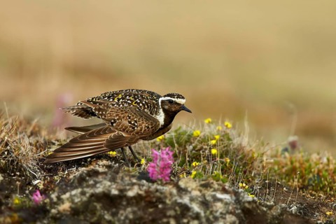 American golden plover