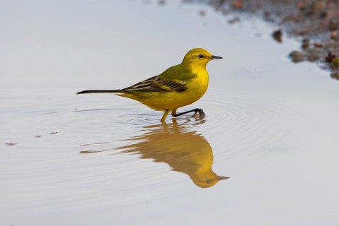 Yellow Wagtail