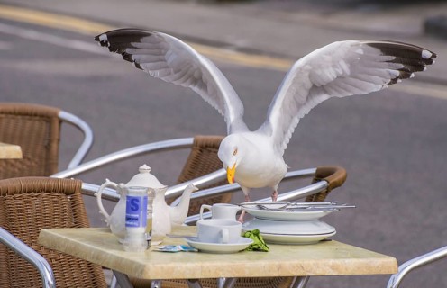 European herring gull