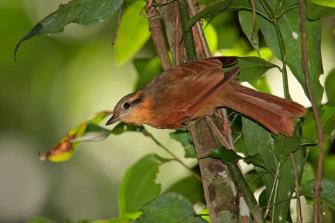 Ochre-breasted Foliage-gleaner