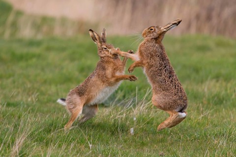 European Hare