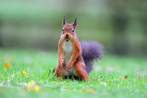 Eurasian red eurasian red squirrel