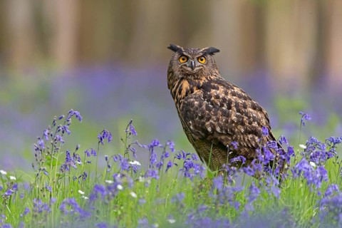 Eurasian eagle-owl