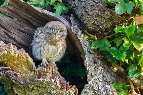Little Owl