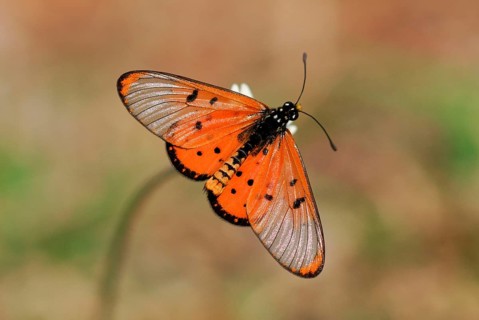 Wandering Donkey Acraea