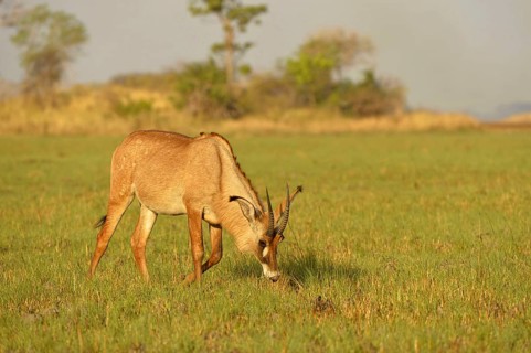 Roan Antelope