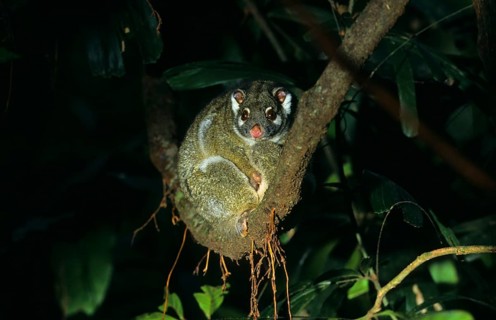 Ringtail Possum