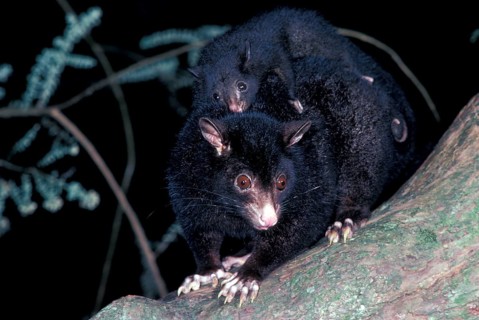 Short-eared possum
