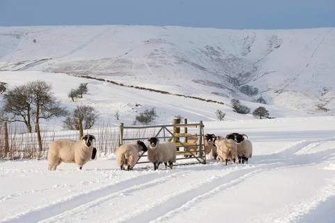 Domestic ewes