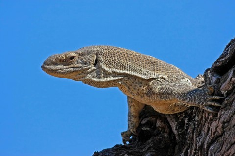 White-throated monitor