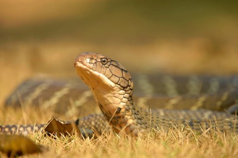 King Cobra