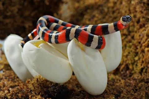 Puebla king snake