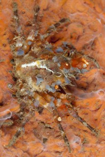 Decorator crab